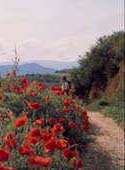 El Camino de Santiago