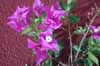 Bougainvillea, in Spain