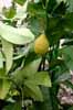 A lemon tree,  in Spain