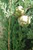 Cypress cones, in Spain