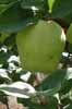 Quince fruit, in Spain