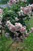 A rose-bush with small pink roses, in Sweden