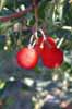 Fruits of a Strawberry tree, in Spain