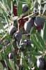 Ripe Olives, in Spain