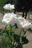 White roses, in Spain