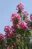 Flowers from a Lagerstomia, Crape Myrtle, in Spain