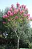 A Crape Myrtle tree, (Lagerstomia), in Spain