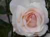 White rose