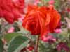 Orange/red  roses