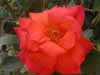 Orange/red  rose