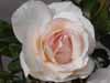 White rose