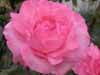 Pink rose