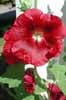 Dark red hollyhock, in Sweden