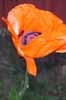 Oriental Poppy, in Sweden