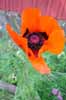 Oriental Poppy, in Sweden