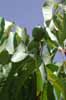 Unripe walnuts, in Spain