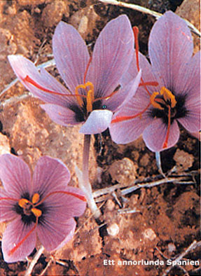 The Saffron-crocus